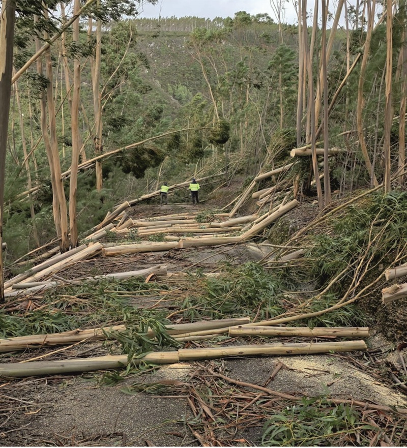 Efeitos da tempestade