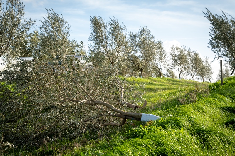 Olival com prejuízos