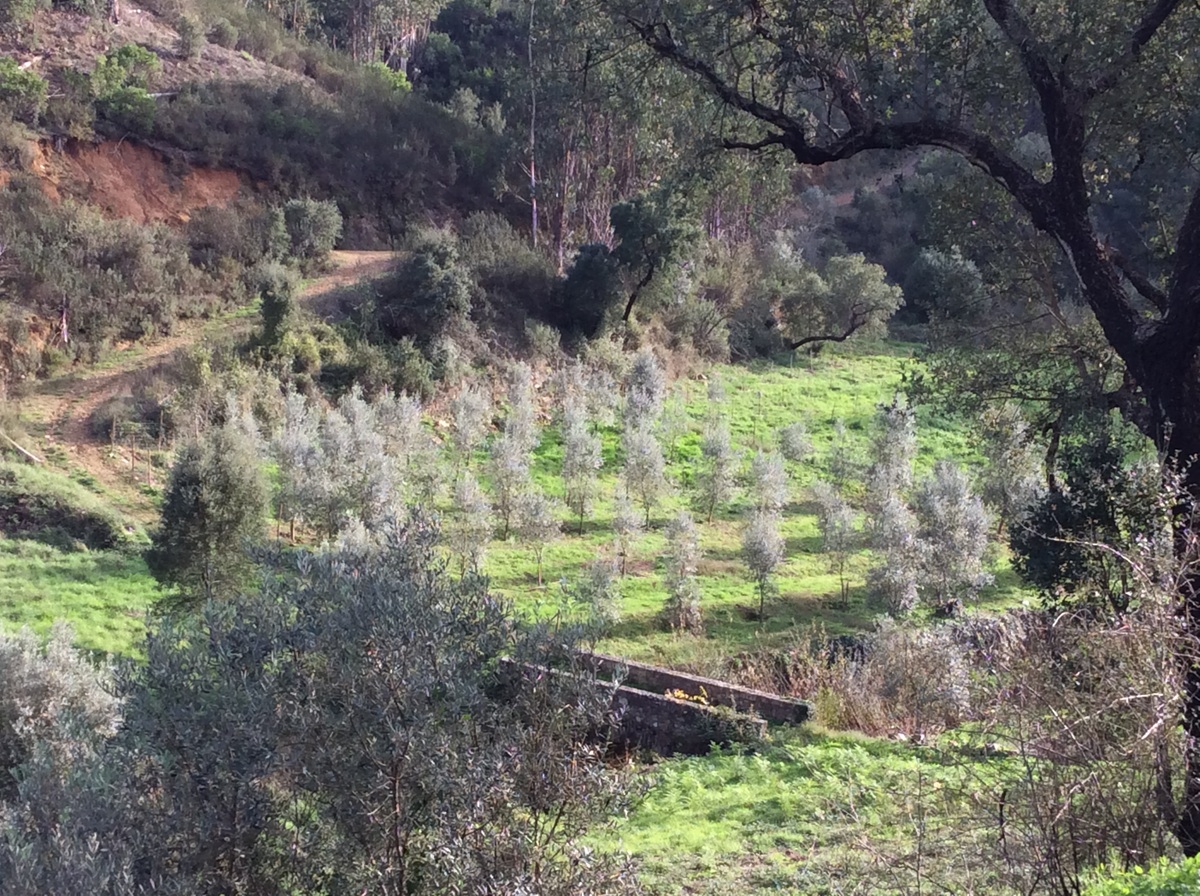 Trabalhos implementados em Aveleira