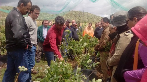 visita pomares final