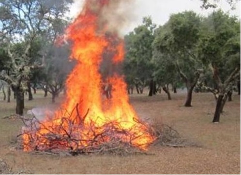 queimada-e1444295298147